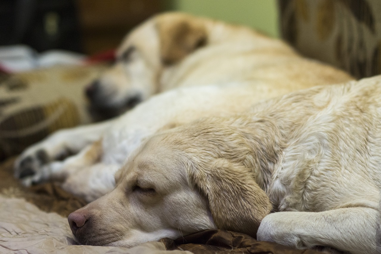 拉布拉多犬两个月大，成长、魅力与温馨图片