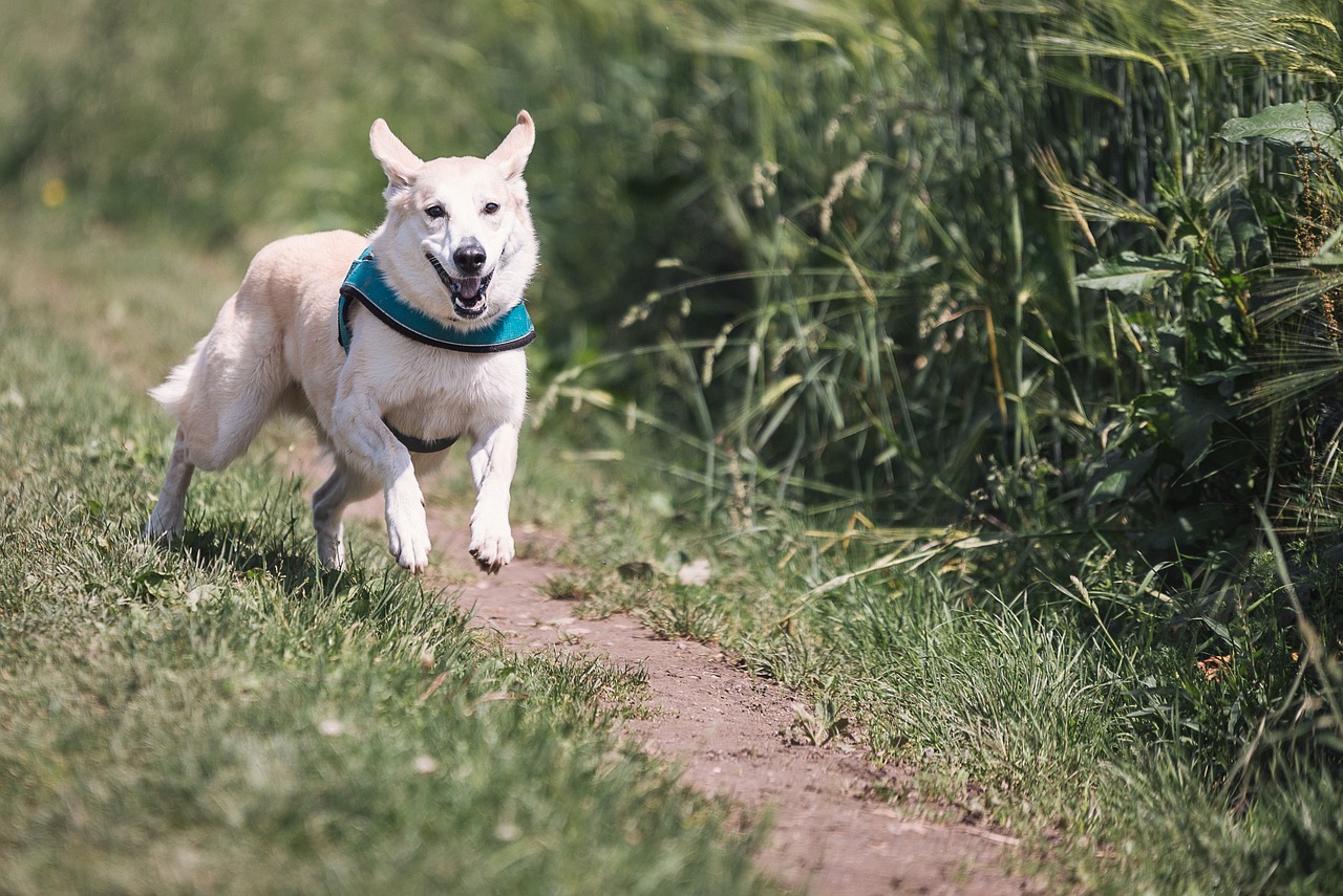 马犬生长速度研究，揭秘哪个月马犬生长最快